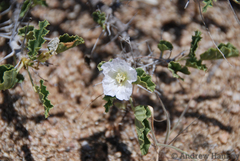 Monsonia mossamedensis