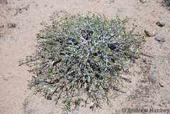 Monsonia mossamedensis