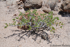 Monsonia mossamedensis