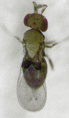 Aphelinoidea