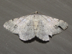 Digrammia pallidata