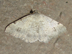 Digrammia pallidata