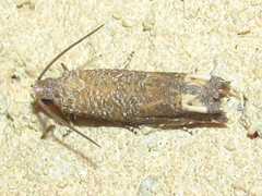 Pelochrista comatulana