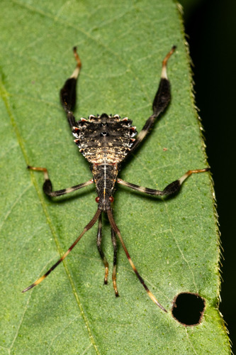Acanthocephala terminalis, photo 8 of 8