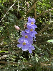 Thunbergia laurifolia image