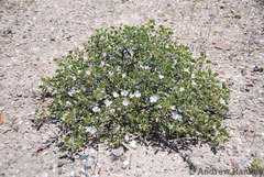 Monsonia mossamedensis