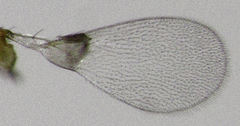 Aphelinoidea