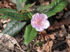 Epigaea gaultherioides - Photo (c) peganum, some rights reserved (CC BY-SA)