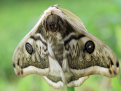 Saturnia pyretorum