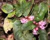 Trailing Arbutuses - Photo (c) Alpsdake, some rights reserved (CC BY-SA)