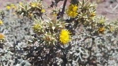 Berkheya heterophylla