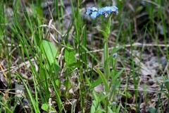 Myosotis imitata