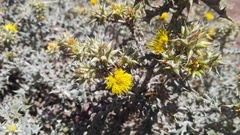 Berkheya heterophylla