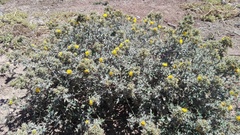 Berkheya heterophylla