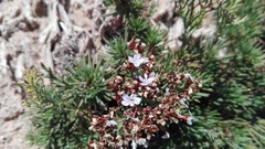 Limonium linifolium