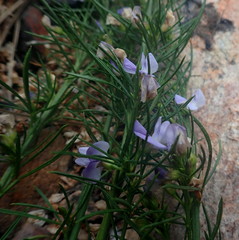 Psoralea diturnerae