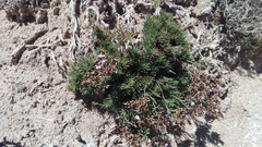 Limonium linifolium