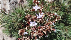Limonium linifolium