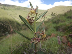 Pachycarpus reflectens