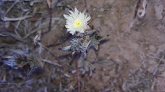 Trichodiadema orientale