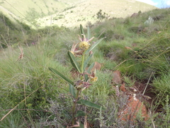 Pachycarpus reflectens