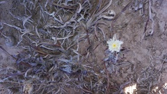 Trichodiadema orientale