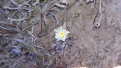 Trichodiadema orientale