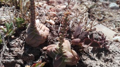 Crassula capitella capitella