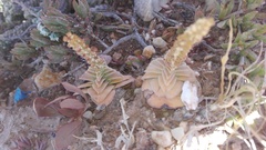 Crassula capitella capitella