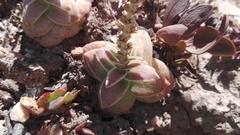 Crassula capitella capitella