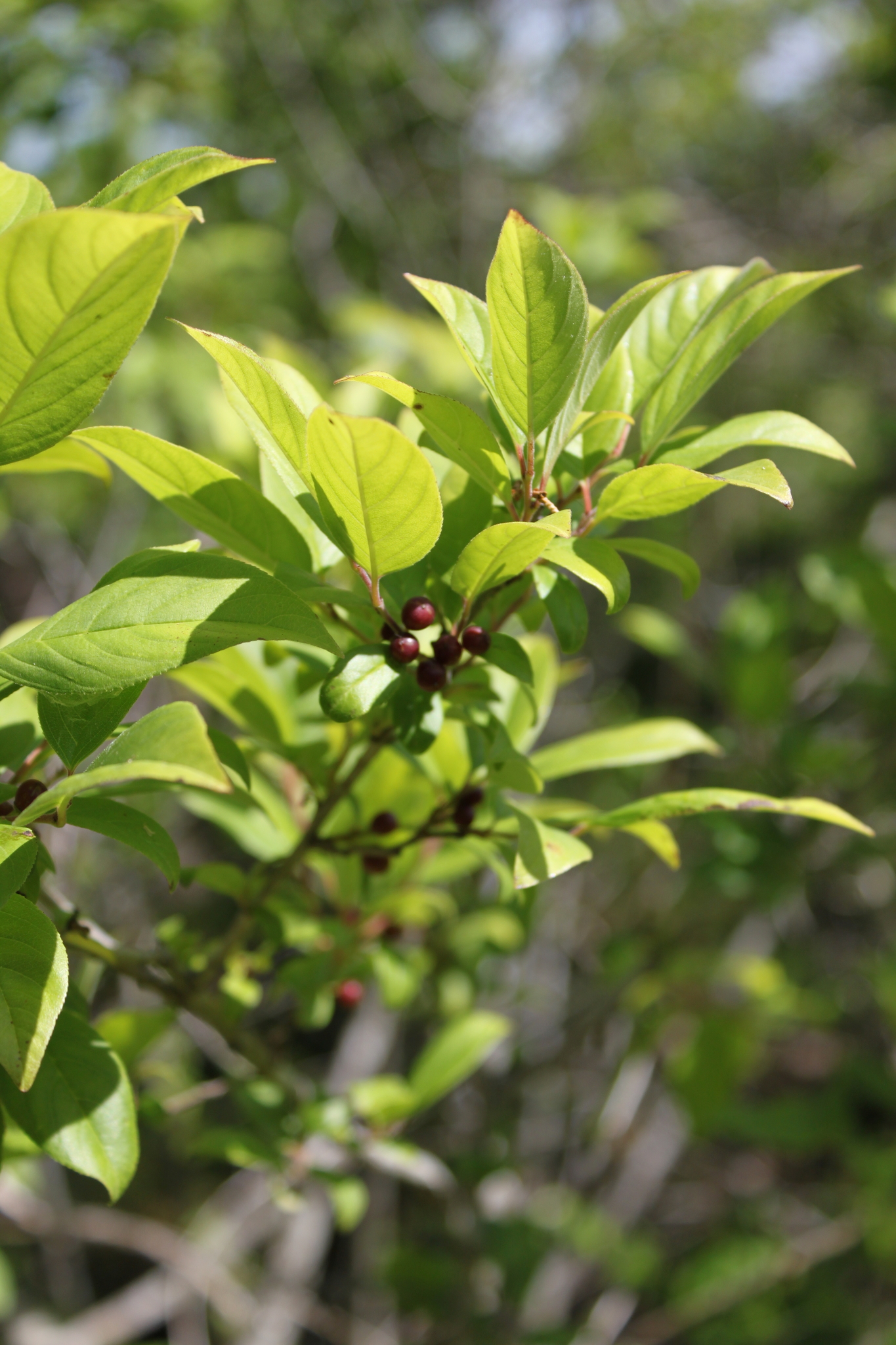 Rhamnus lanceolata ssp. glabrata