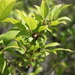Lanceleaf Buckthorn - Photo (c) Alvin Diamond, some rights reserved (CC BY-NC), uploaded by Alvin Diamond
