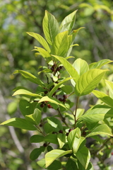 Rhamnus lanceolata glabrata