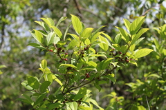 Rhamnus lanceolata glabrata