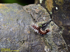 Euproctis nigricauda