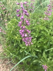 Ocimum serratum