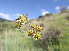 Asclepiadinae