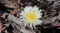 Corpuscularia lehmannii
