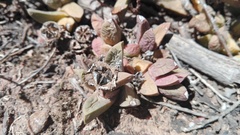 Corpuscularia lehmannii