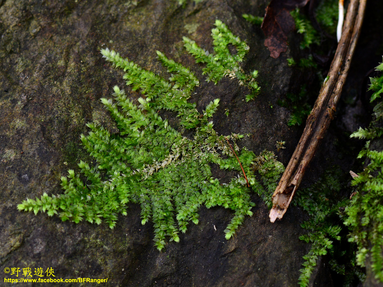 Vesicularia