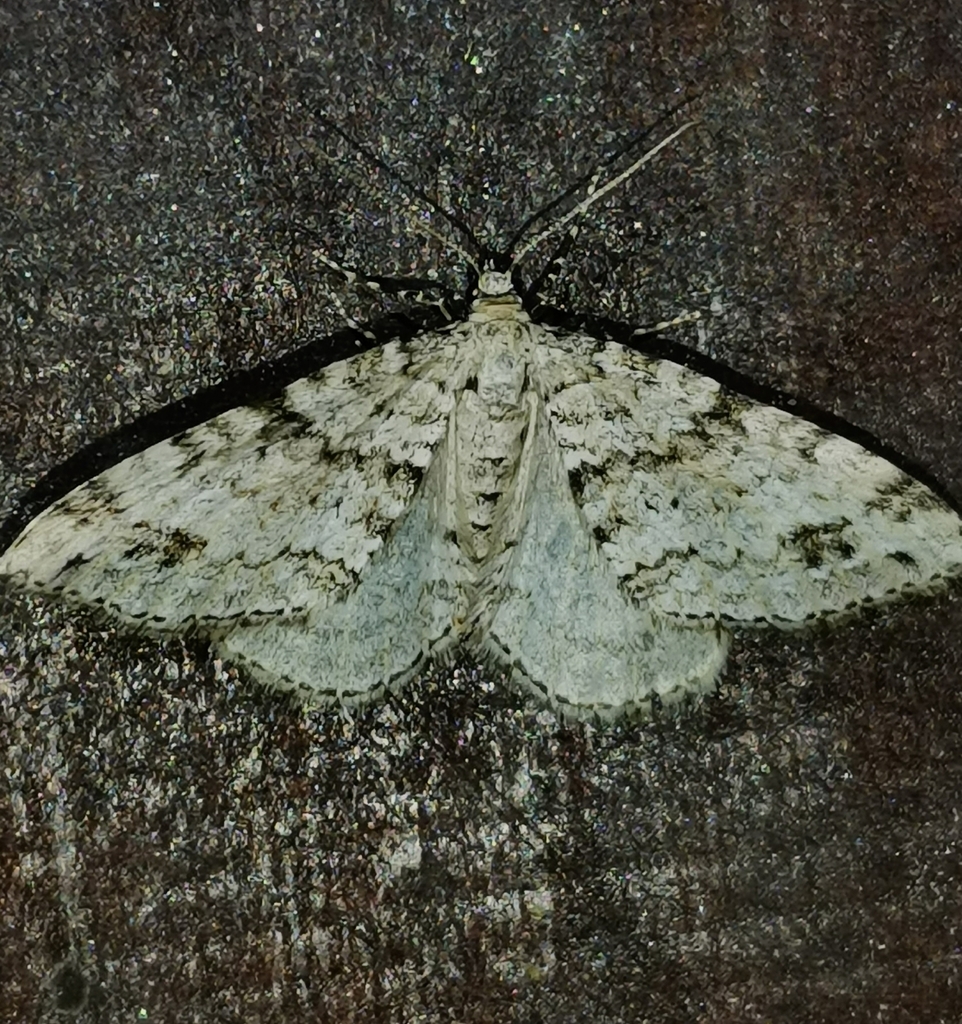 Perizoma didymata