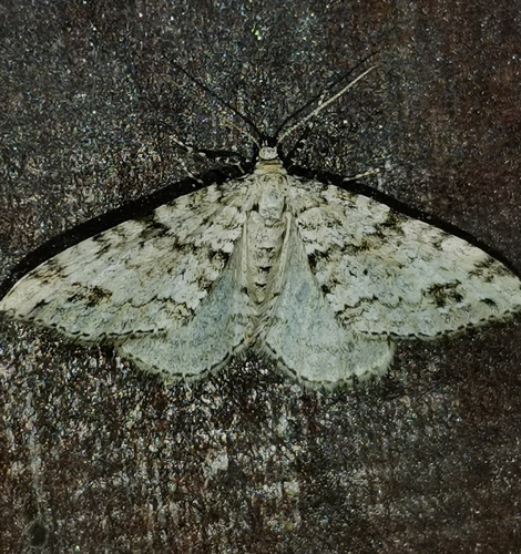 Perizoma didymata