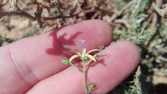 Wahlenbergia albens