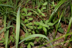 Agrimonia incisa
