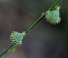 Agrimonia incisa
