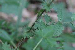 Agrimonia incisa
