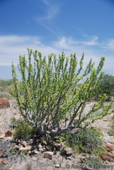Sesamothamnus benguellensis