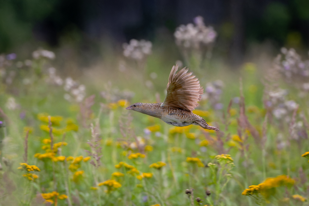 Corn Crake from Западный административный округ, Москва, Россия on July ...