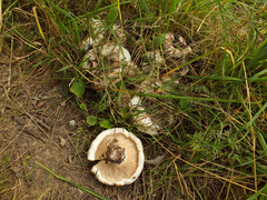 Lactarius controversus