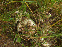 Lactarius controversus